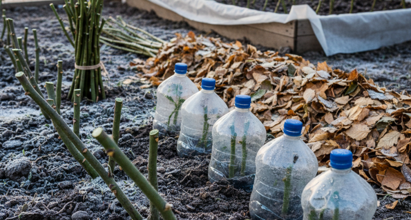 5 из 7 черенков всегда дают корни: 5 надёжных методов укоренения роз зимой