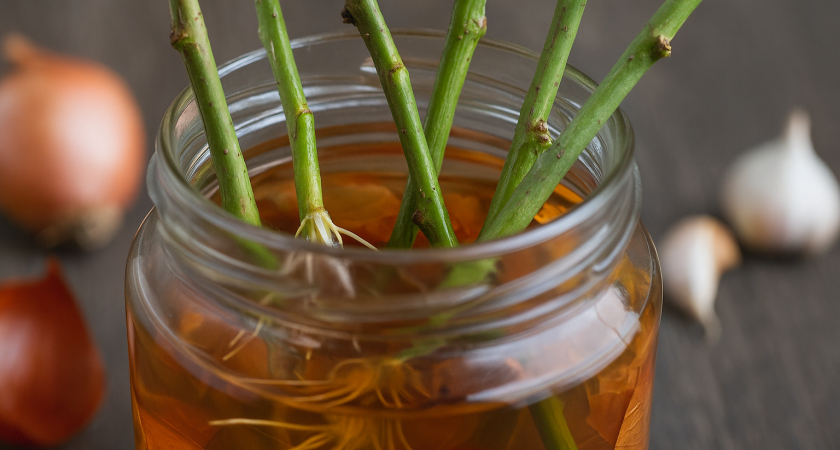 «Корни через пару часов»: садоводы проверили раствор из луковой и чесночной шелухи — черенки распушаются на глазах