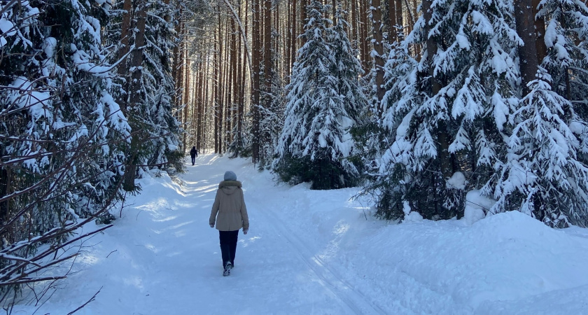 Кировская область работает над восстановлением лесов