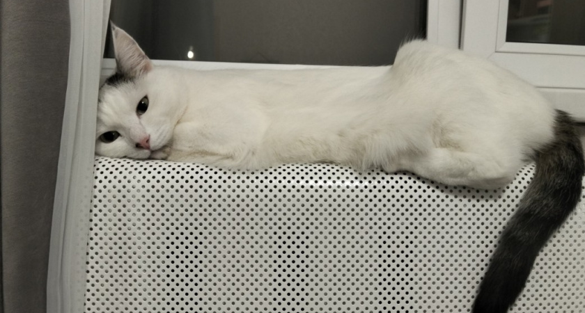 Могут ли кошки предчувствовать смерть человека - ученые поставили точку