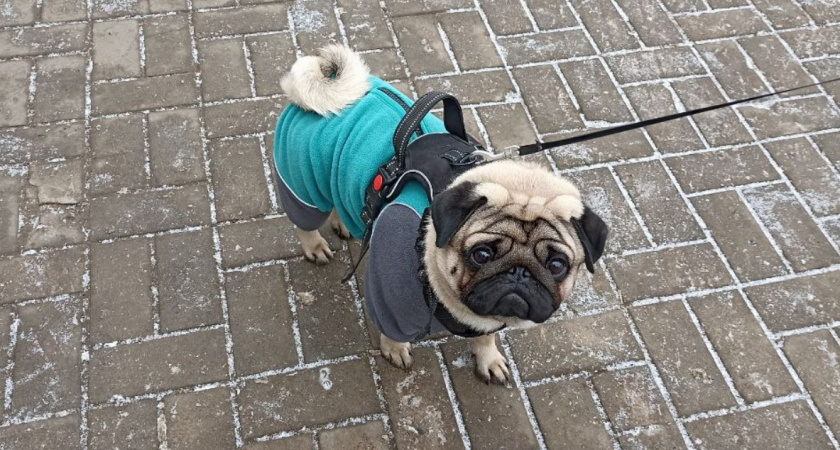 Кого собака считает главой семьи на самом деле - и вот почему. Проверьте, являетесь ли вы "вожаком"