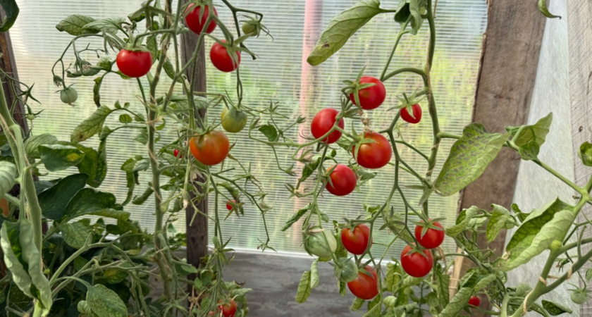 Эти 5 растений никогда не выращиваю через рассаду - сразу в грунт. Живу и радуюсь - и всем советую