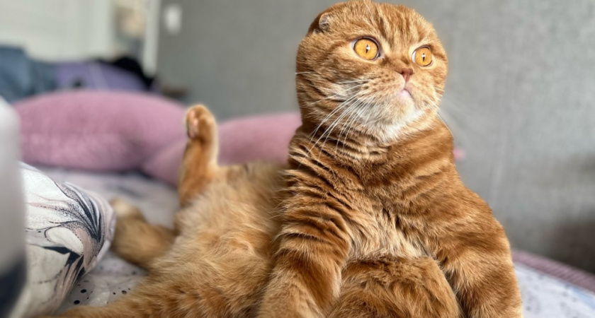 Почему кошки сворачиваются в клубок во сне. Должен знать каждый хозяин