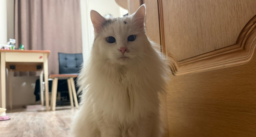 Кошки чувствуют беду? 7 сигналов опасности, которые никогда нельзя пропускать