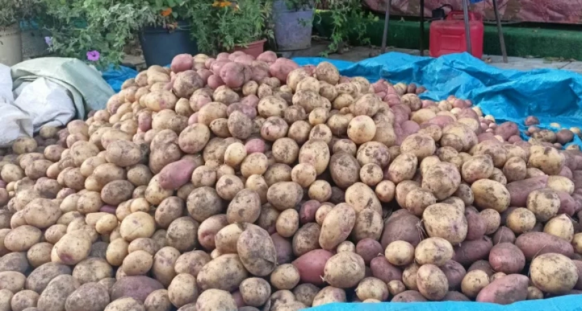 Как сохранить картошку зимой в квартире: 3 ошибки, из-за которых пропадает до 30% урожая