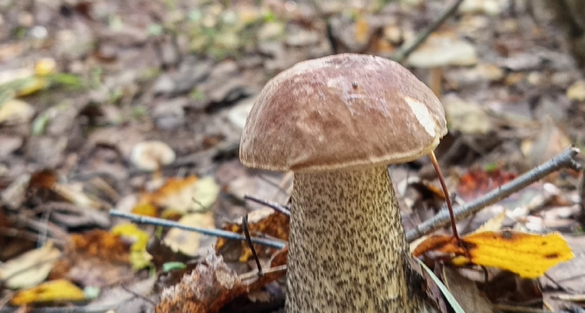  Не время убирать корзины: какие грибы ищут в лесу в декабре, когда все опустело. Объясняет ученый