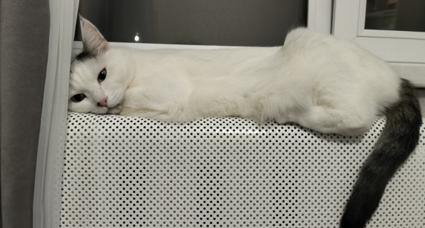 О чем хочет сказать кошка, когда ложится возле головы хозяина. Запомните раз и навсегда