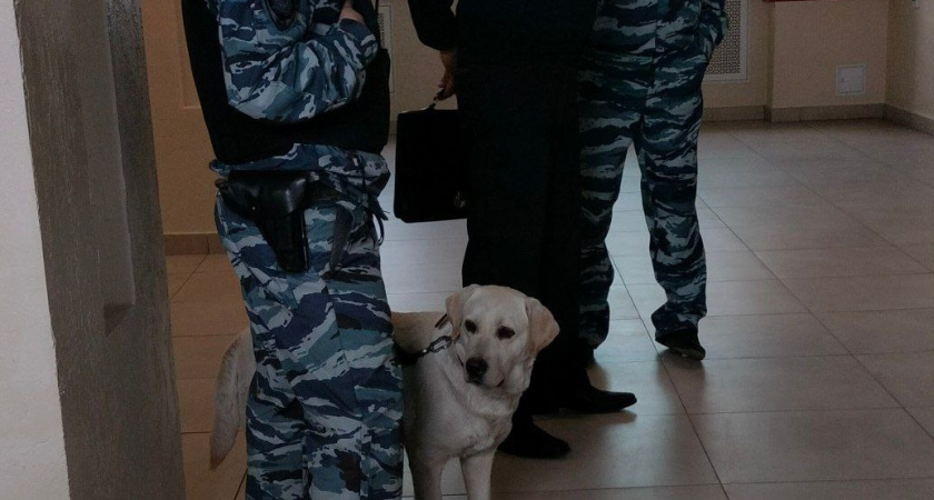 Собаку, покусавшую ребенка в Оричевском районе, не привили от бешенства