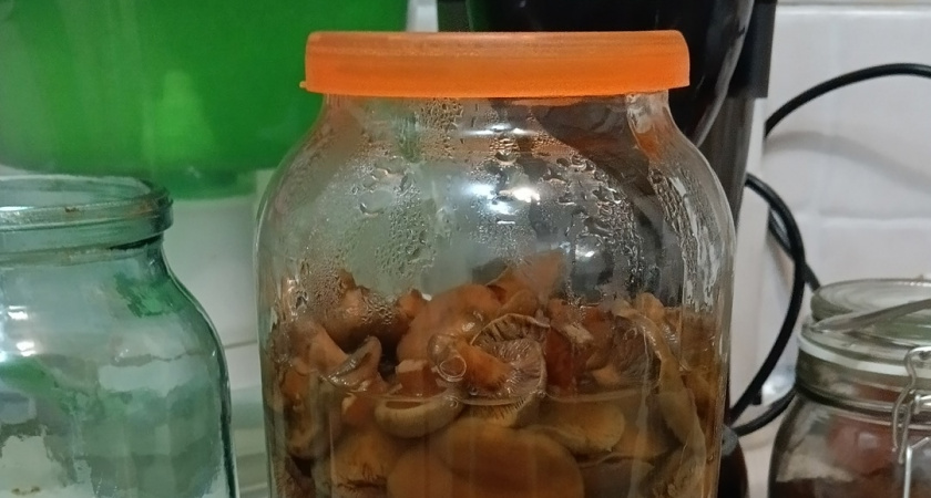 Можно ли есть червивые грибы, если их отварить и вымочить - кандидат наук объяснил