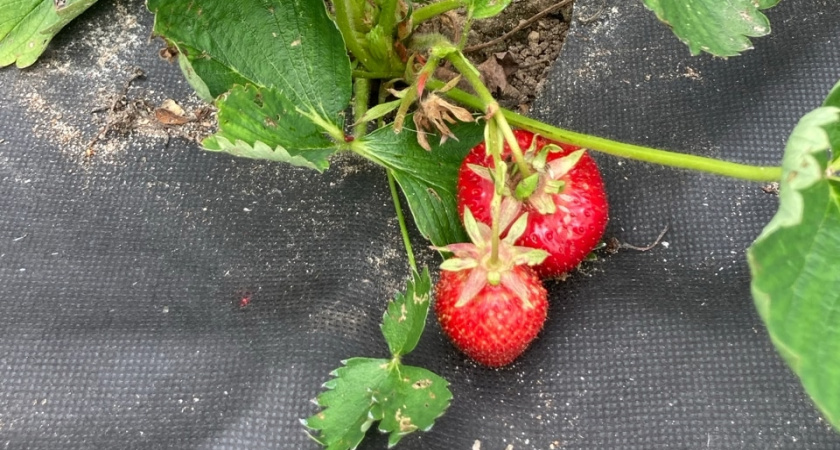 Финское клубничное «рабство»: как я решилась поехать на сбор клубники в Европу. Отзыв туриста