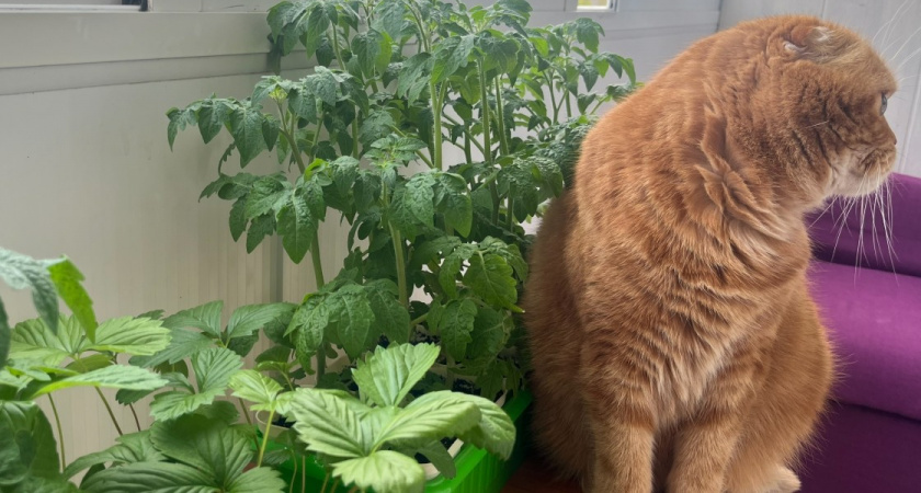 Больше не трачу деньги на стаканчики для рассады - нашла вариант гораздо лучше. Главное - бесплатно