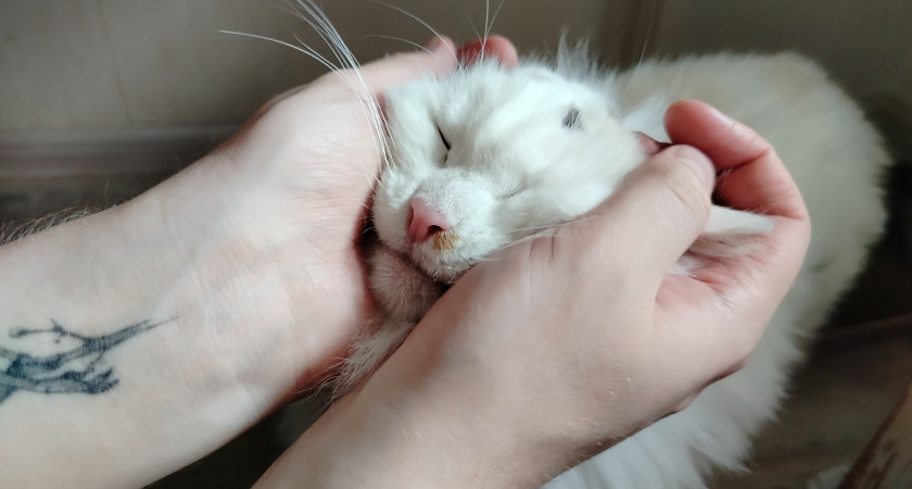 Почему кошка трогает вас лапкой? Вот что пушистик хочет вам сказать