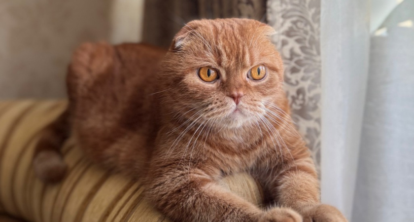 Почему кошка ложится на грудь хозяина: 5 настоящих причин