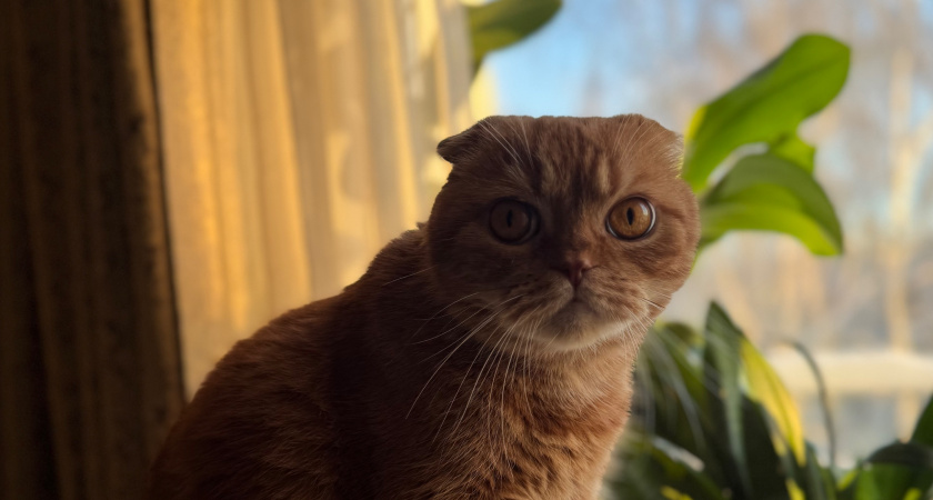 Ваша кошка вас терпеть не может. 5 ежедневных сигналов, которые вы упорно игнорируете