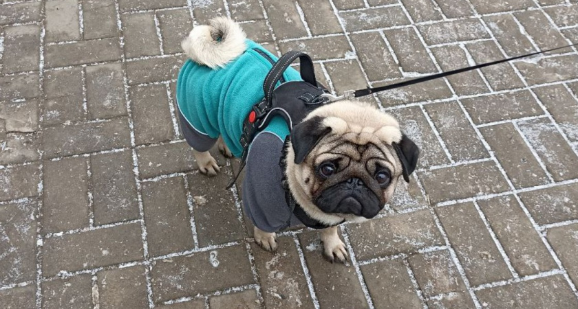 Собак нельзя кормить после 17:00 - и вот почему. На заметку каждому хозяину 