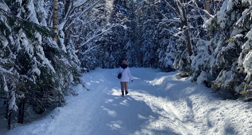 В Кировской области стартовали патрули по охране хвойных деревьев
