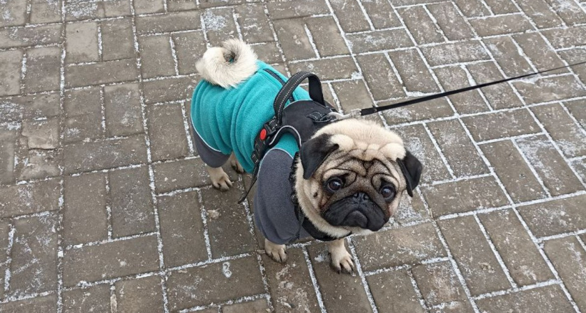 7 собак, с которыми вы разоритесь на ветеринарах - подумайте перед покупкой 