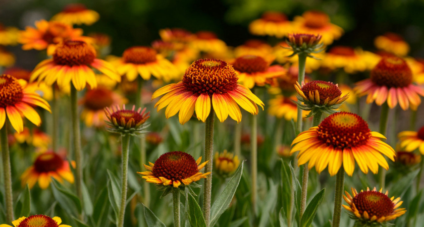 Многолетники, цветущие уже в первый год жизни: яркий ковер укроет сад уже в год посева