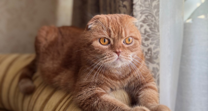 Заметили 1 из 8 признаков у кошки - срочно к ветеринару. Об этом обязан знать каждый владелец питомца