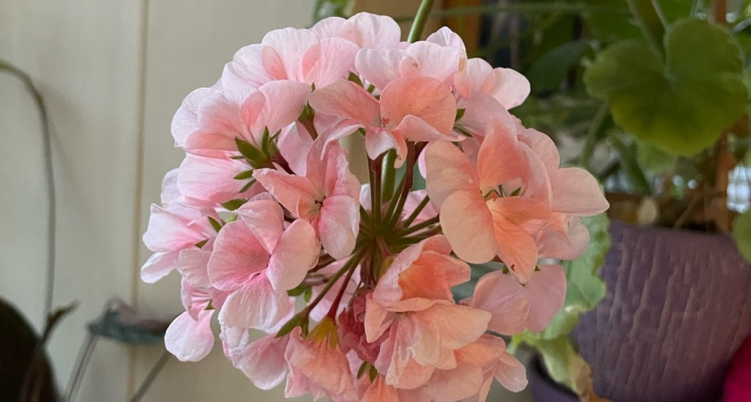 Выбросила всю герань - узнала, какие беды она приносит в дом. Вот правда о красивом, но коварном цветке