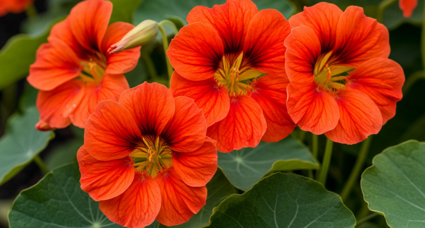 12 очаровательных цветов, которые сеют без рассады: украсят любую дачу и сад