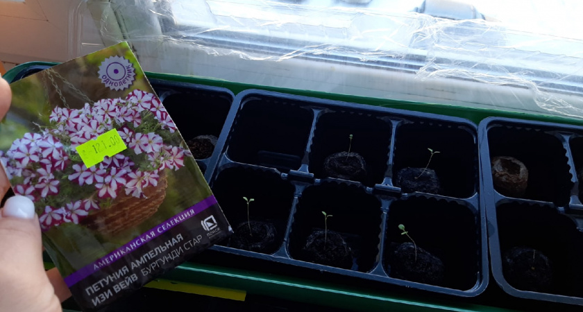 15 цветов, которые я сею уже в январе, и к маю получаю пышные цветущие кусты