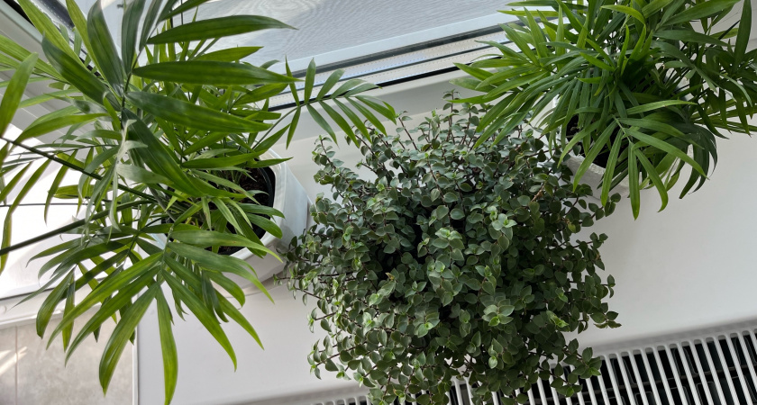 7 комнатных растений, которые Мичурин запрещал держать в спальне зимой - и вот почему