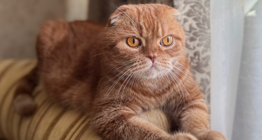 9 действий хозяина, которые сокращают жизнь кошке. О них должен знать каждый владелец 