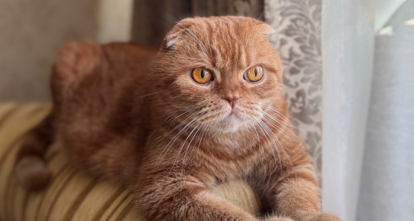 Узнает ли кошка своих выросших котят? Ветеринары поставили точку 