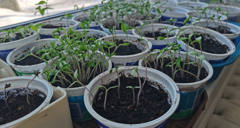 Мини-огород на подоконнике: 10 видов зелени, которые вырастут даже у ленивых - всю зиму будете с витаминами