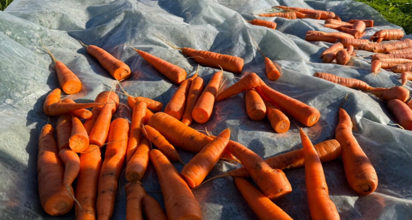 Влюбилась в эти сорта морковки раз и навсегда - хранятся отлично и урожай всегда крупный