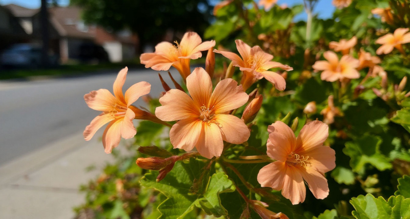 Лучшие бордюрные цветы: 20 красивых многолетников для бордюров, которым требуется минимальный уход - обязательно посею в новом сезоне