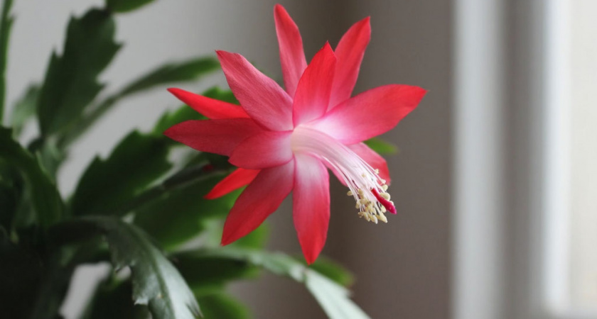 Моя учительница по химии поливала этим декабриста: цветение было таким буйным, что глаз не оторвать