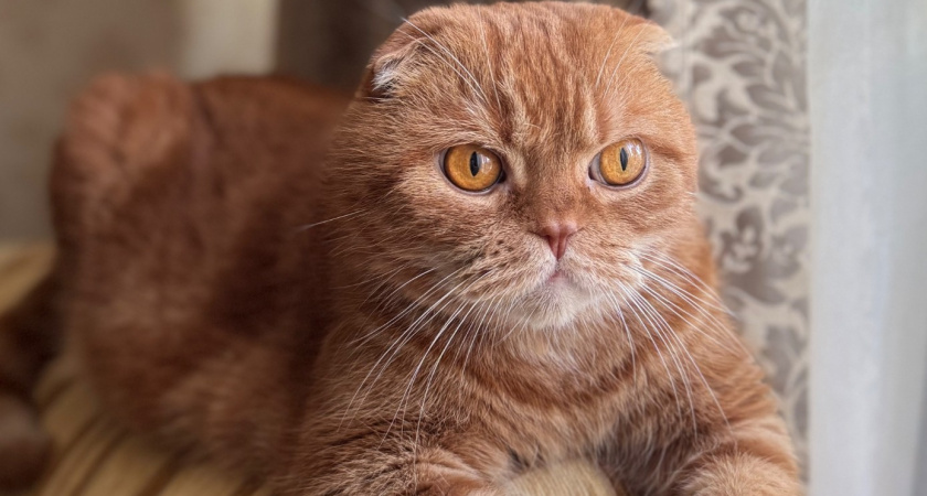 Почему кошачьи отходы не стоит смывать в унитаз - запомните раз и на всю жизнь