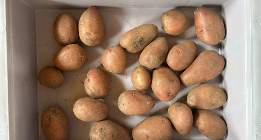 Нашла лучший сорт картофеля - вкусный и урожай на высоте: все соседи обзавидовались
