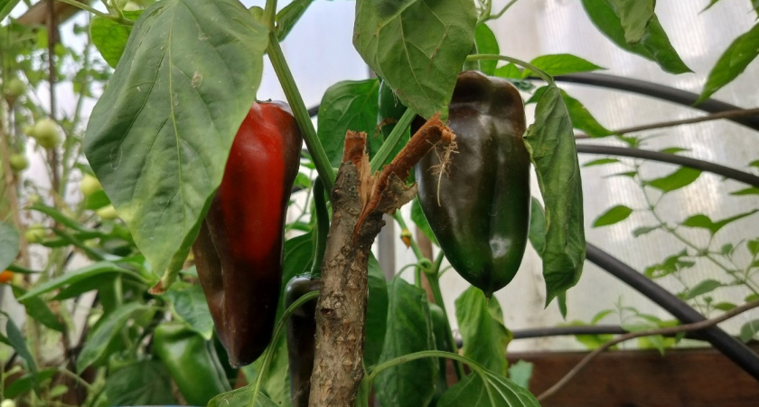 3 сорта раннего перца - собираю урожай вместе с клубникой. Крупный, с толстой стенкой, вкусный - на зависть соседке 