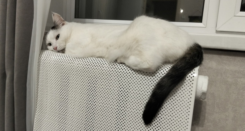 При какой температуре кошка может замерзнуть? Ветеринары поставили точку