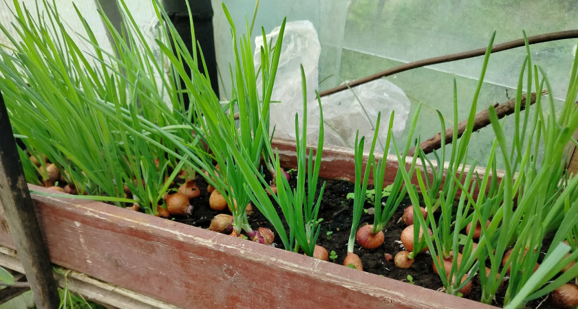 Без воды и запаха: так сейчас сеют лук на перо — свежая и изумрудная зелень за 14 дней