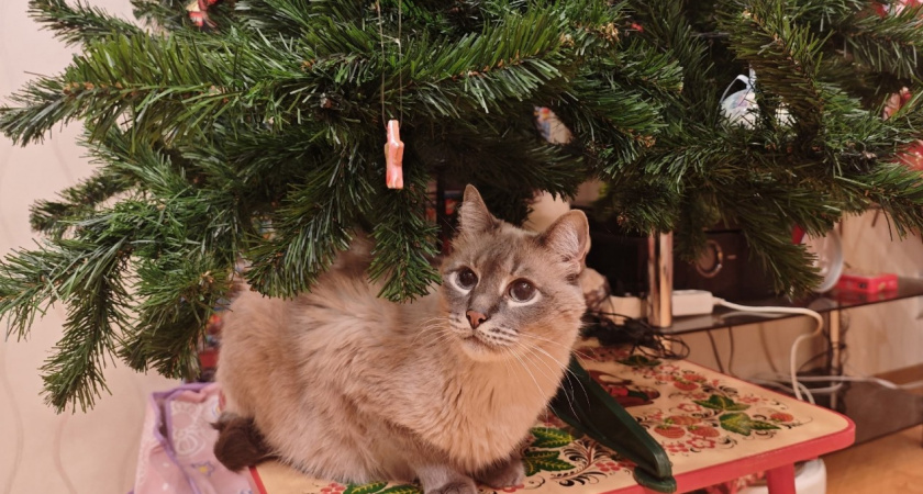 Обижается ли кошка, когда хозяин уезжает? Ветеринары поставили точку 