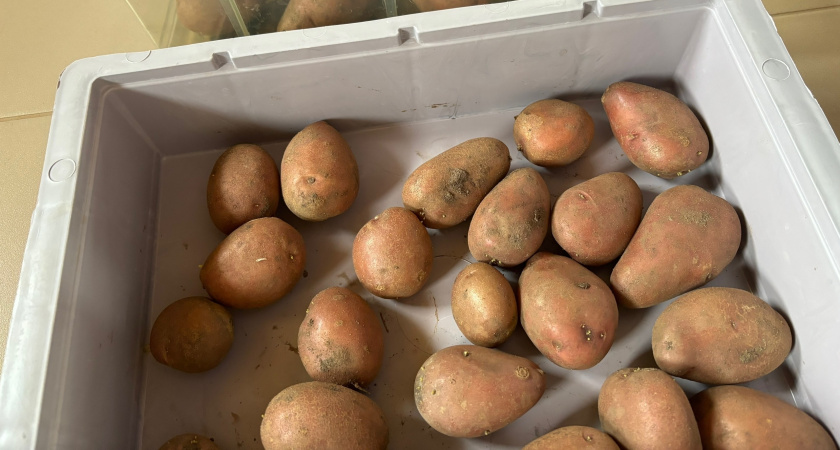 В 2026 году буду сажать картошку "наоборот" - так научил дед из Беларуси