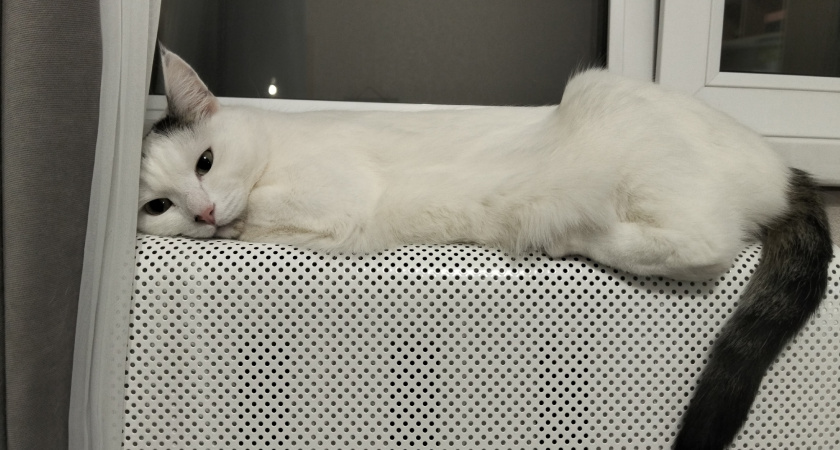 Сантехник хотел взять с меня 5000 за «продувку», а я просто открутил эти два колпачка: вот почему ваша батарея ледяная зимой