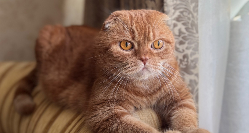 Вот что произойдет, если человек будет постоянно разговаривать с кошкой. Должен знать каждый владелец питомца 