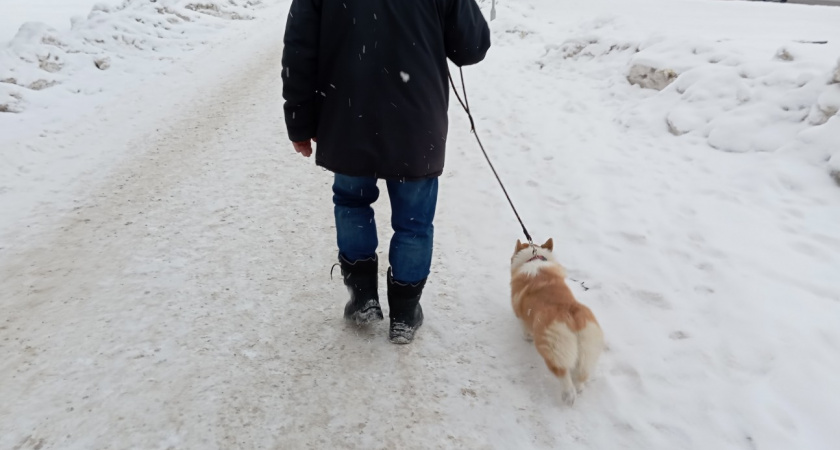 Как собака говорит хозяину "я тебя люблю". Язык, который должен понимать каждый владелец