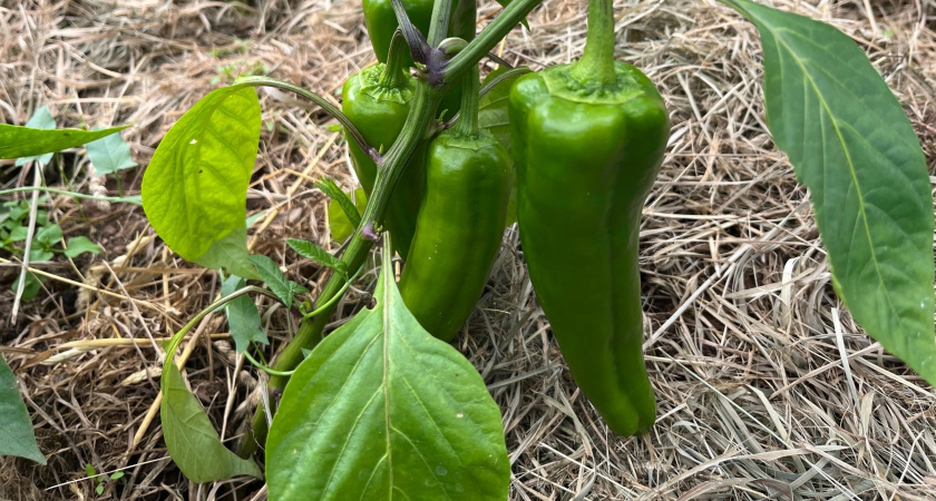 Жалею, что раньше не знал, как подкармливать перец, чтобы вырос крупным, мясистым и сочным: отрываю от сердца свой лайфхак