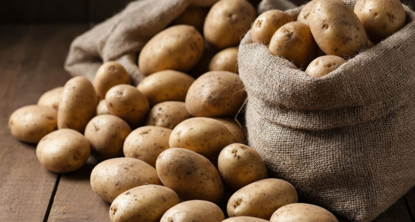 50% к урожаю картошки - в 2026 году посажу по методу латышского фермера