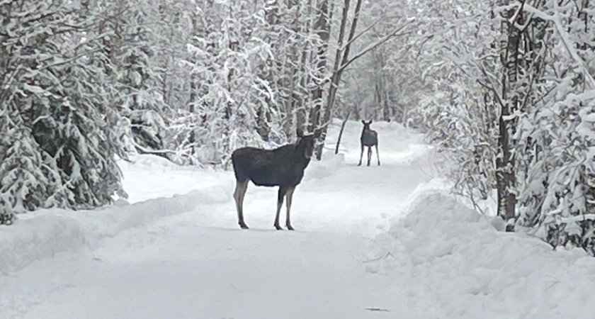 В Кировской области создали более 500 солонцов для диких животных