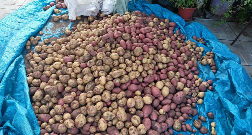 5 советских сортов картофеля, которые стоит вернуть на грядки - настоящее чудо-селекции