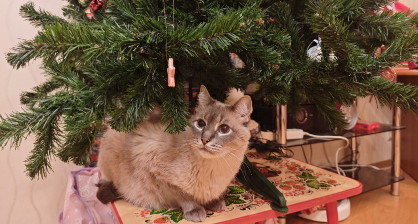 Стоит ли заводить кошку если вам 60+? Вот на что нужно обратить внимание