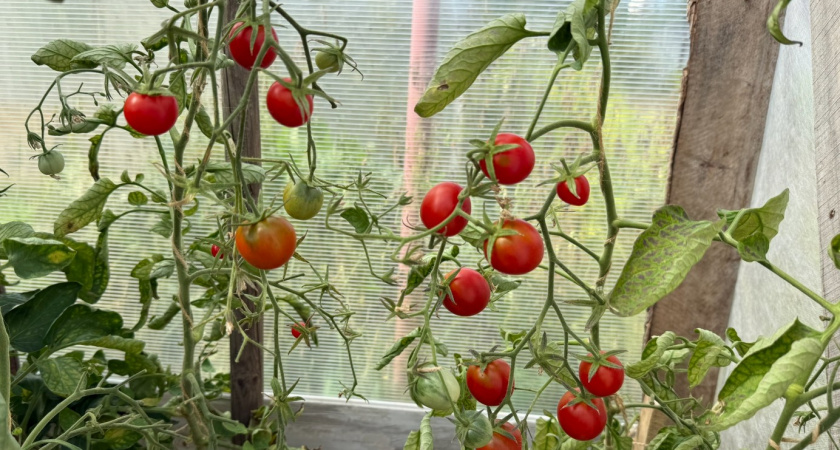 Царь среди всех томатов - лучший крупноплодный сорт с шикарным вкусом. Точно посажу в этом году