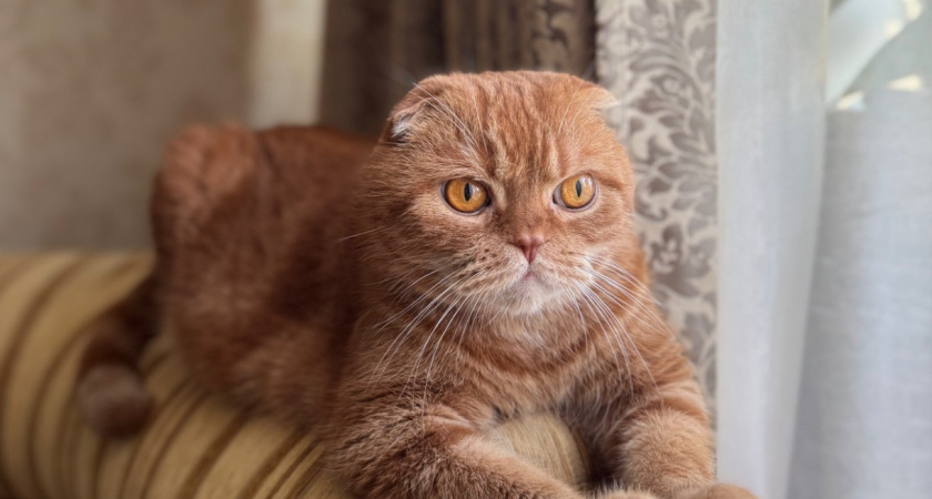 10 мест в доме, где нельзя ставить миску для кошки - об этом должен знать каждый владелец